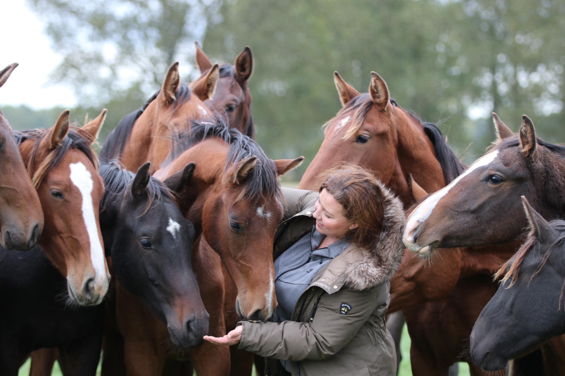 Grandin Sporthorses