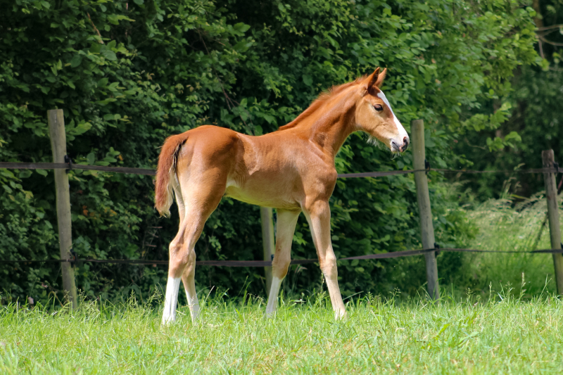Ciao Bella d’Grandin Z