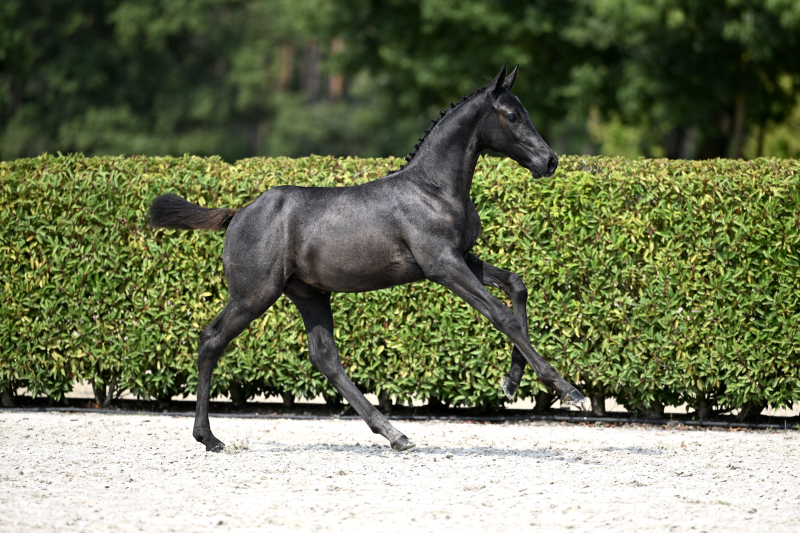 Courageux Chin d’Grandin Z